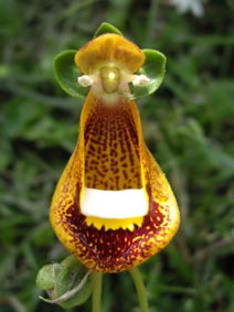 Calceolaria 'Walter Shrimpton'